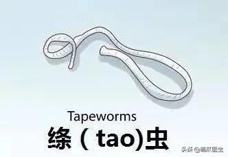 猫从来不出门要洗澡吗,猫从来不出门会感染绦虫嘛