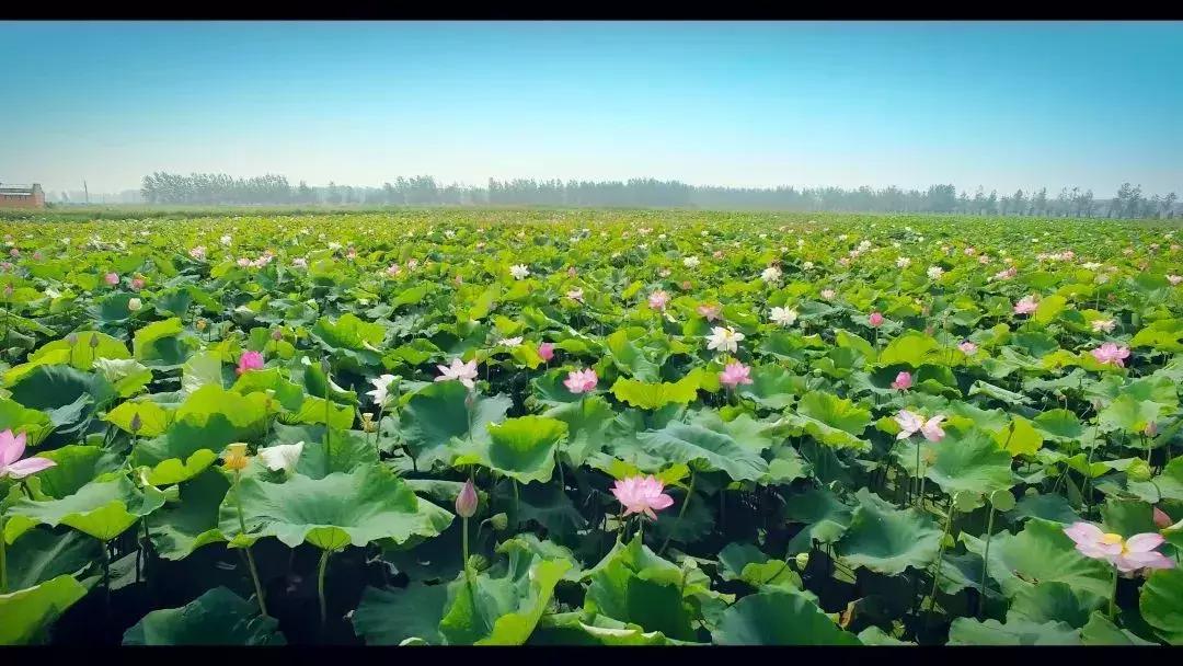 金湖荷花荡图片,金湖荷花荡介绍
