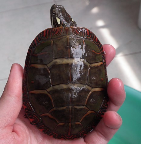 巴西龟的兄弟,巴西龟的辨认方法