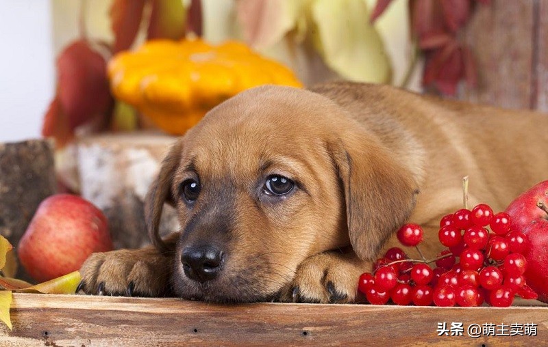 狗狗可以吃蓝莓和西梅吗,泰迪狗狗可以吃西梅吗