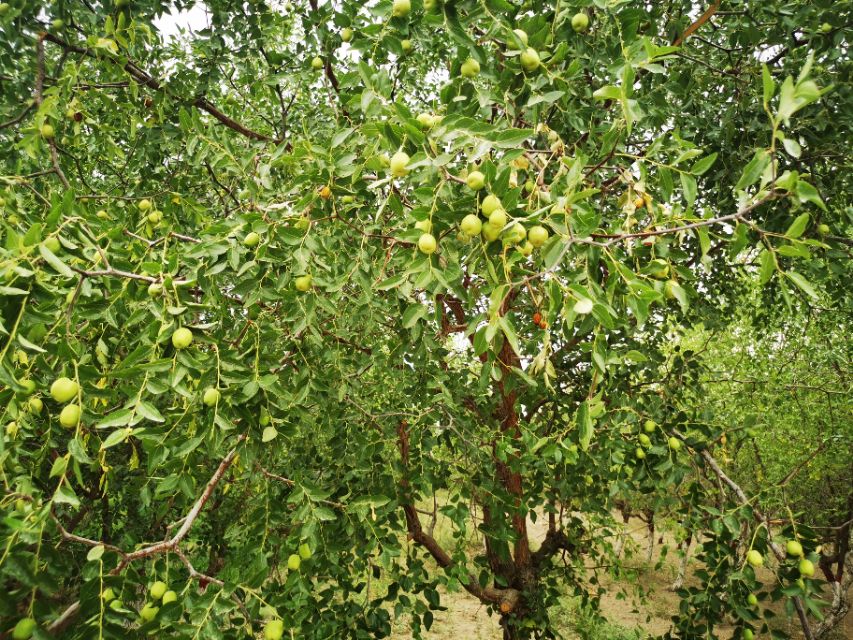 哈密疆内旅行最新消息,新疆哈密市东大门