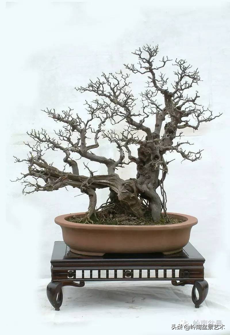 雀梅有盆景七贤之一的美称,盆景七贤之一雀梅图集