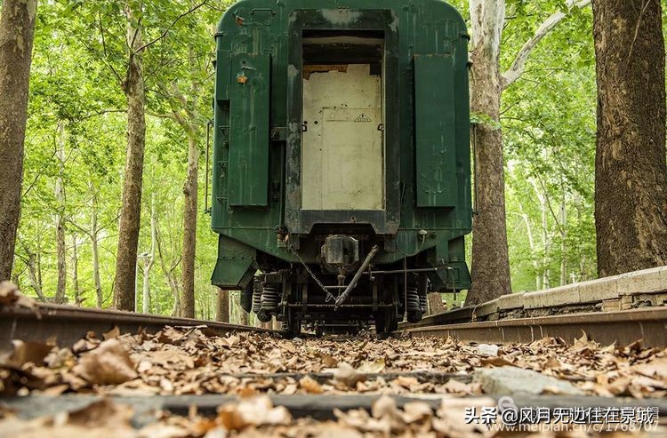 济南秋天的法国梧桐,济南一颗梧桐树