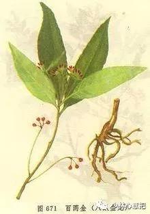 中药图片大全名称,中药图片大全带药名高清