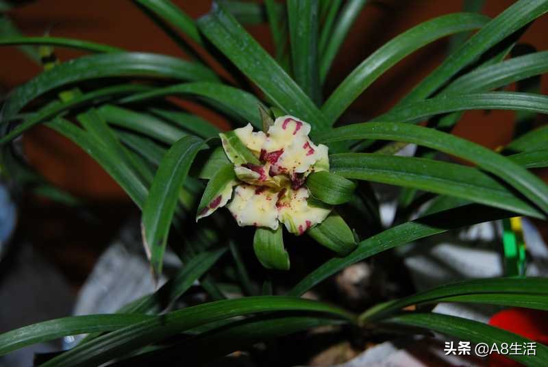 中国兰花名品录,春兰兰花名品大全