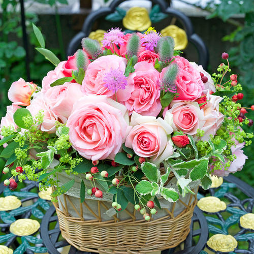 月季图鉴哪本书好,淘宝上最好养的月季品种