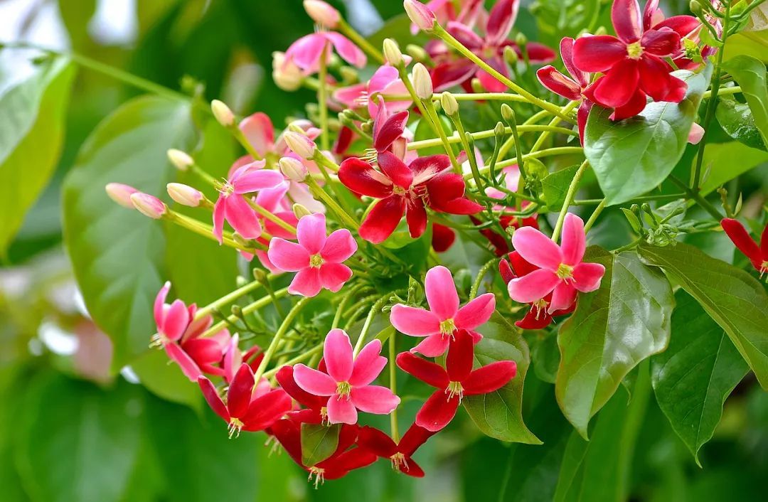 四季常开且有浓郁香味好养的花,适合懒人养的四季花一串红