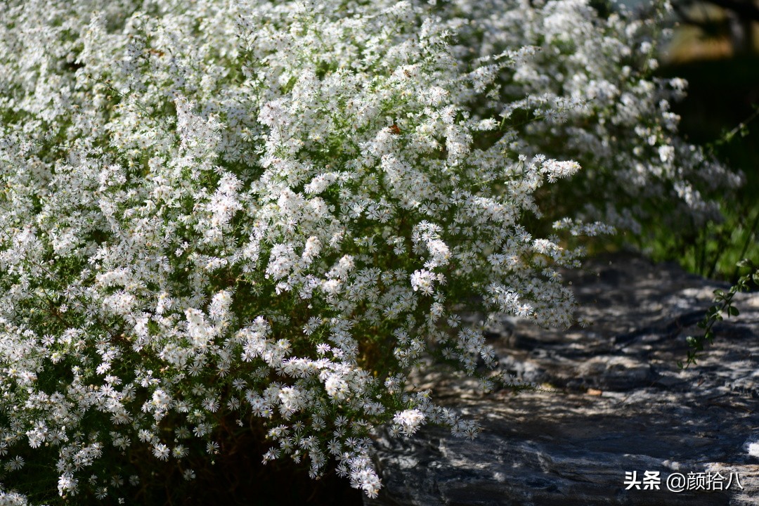扶不起的绿植,扶不起的绿植视频