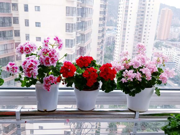 最好扦插的20种花,春天扦插就能活的5种花卉