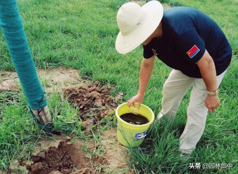 秋季移栽树木怎么防冻,秋天移栽树快速生根方法