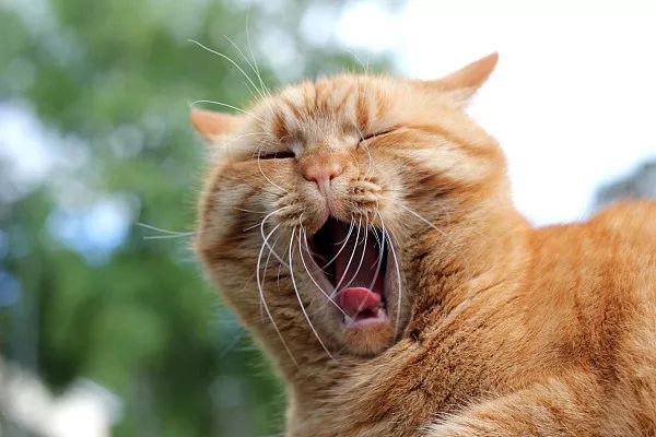 猫咪脱臼复位后好久恢复,猫咪下巴脱臼了可以治愈吗