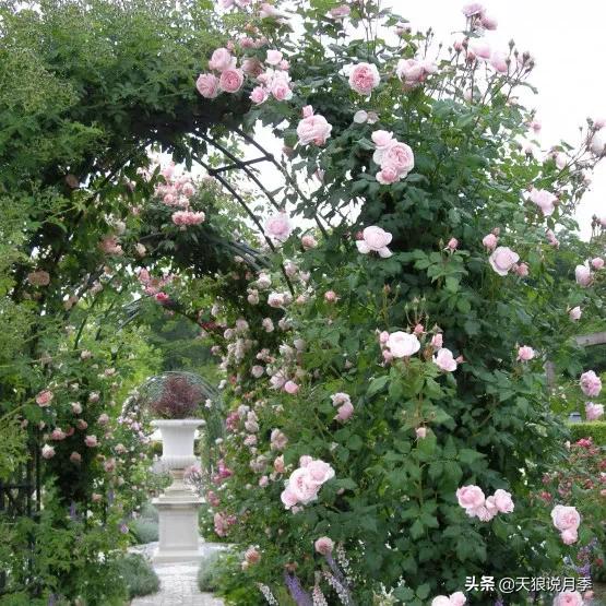 种一株玫瑰,种一株玫瑰间隔多远