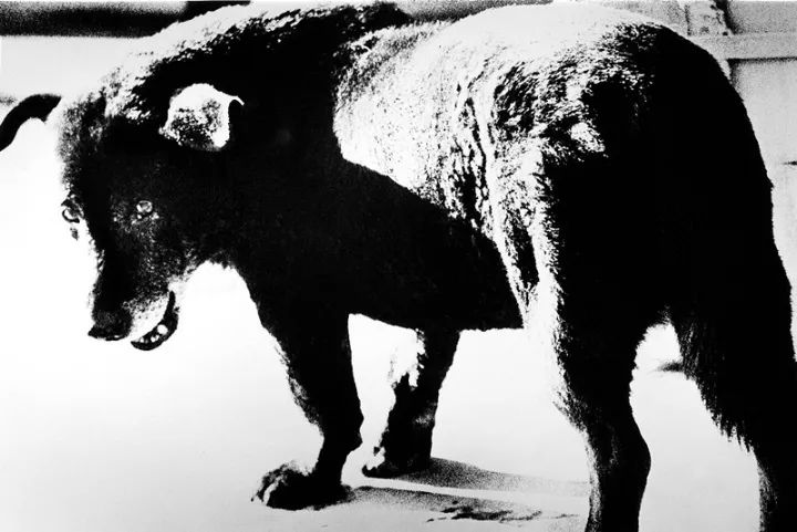 犬的记忆｜世界摄影经典