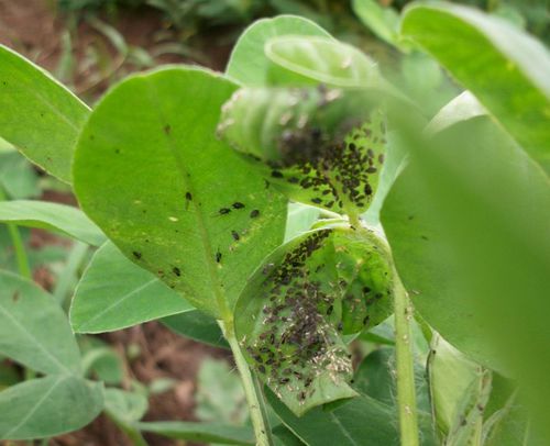 蚜虫的种类及图片大全,蚜虫种类有哪些图片