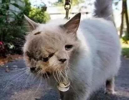 子弹和原子弹大小对比,子母弹它的威力有多大