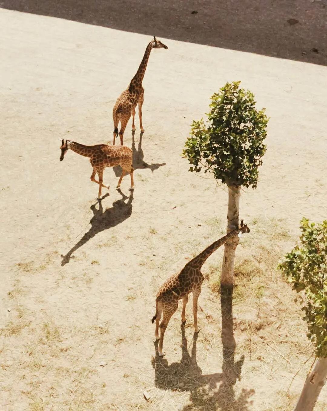 「官宣」泉城欧乐堡动物王国9月16日惊喜开园！王国秘籍抢先get