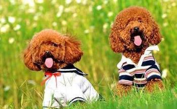 11个缩短你寿命的习惯,贵宾犬吃什么能延长寿命