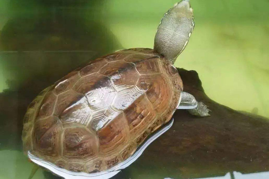 乌龟变成畸形的样子,很好看宠物乌龟