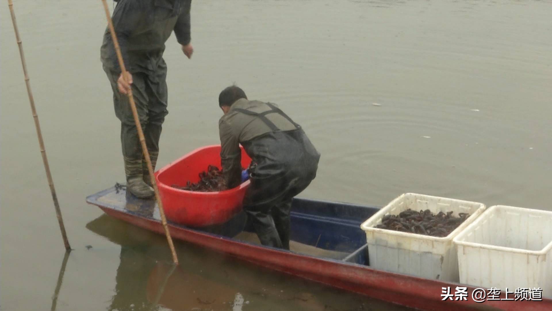 小龙虾如何暂养死亡率低,小龙虾不打洞能养殖