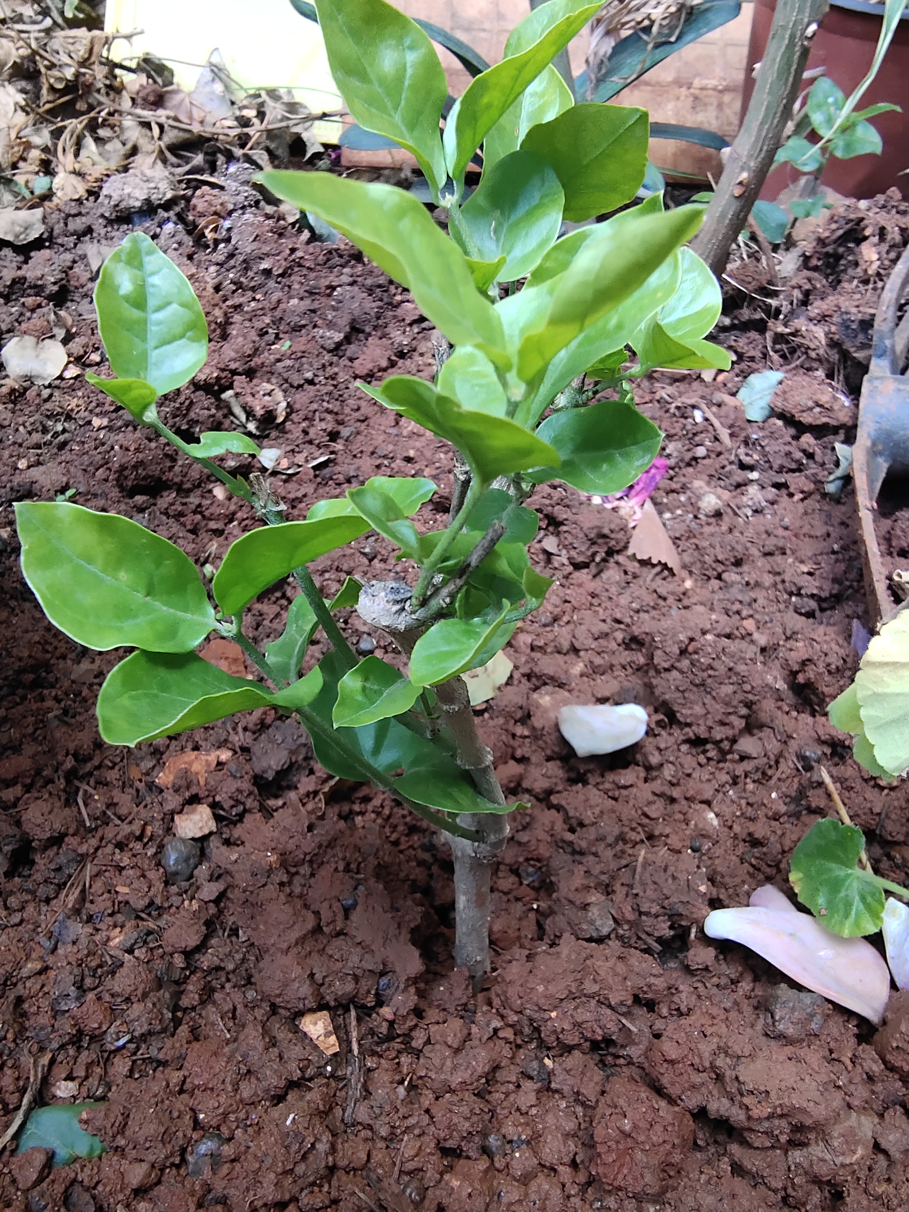 买虎头茉莉花茶,买虎头茉莉花盆栽
