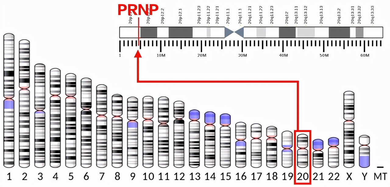 感染无药可救？烹煮杀不死的朊病毒，是上帝刻在基因的“禁令”？