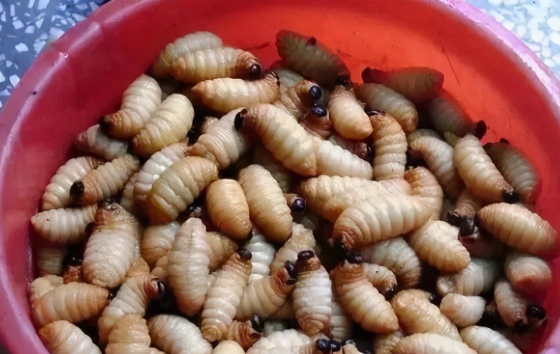 危害竹子的害虫，如今却成了美食，有人专门养殖，百元一斤