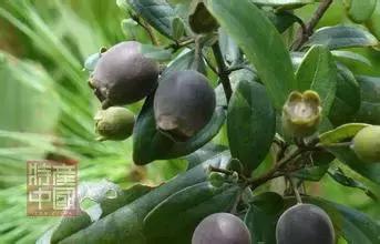 世界稀奇水果品种大全,世界热带奇特水果品种介绍