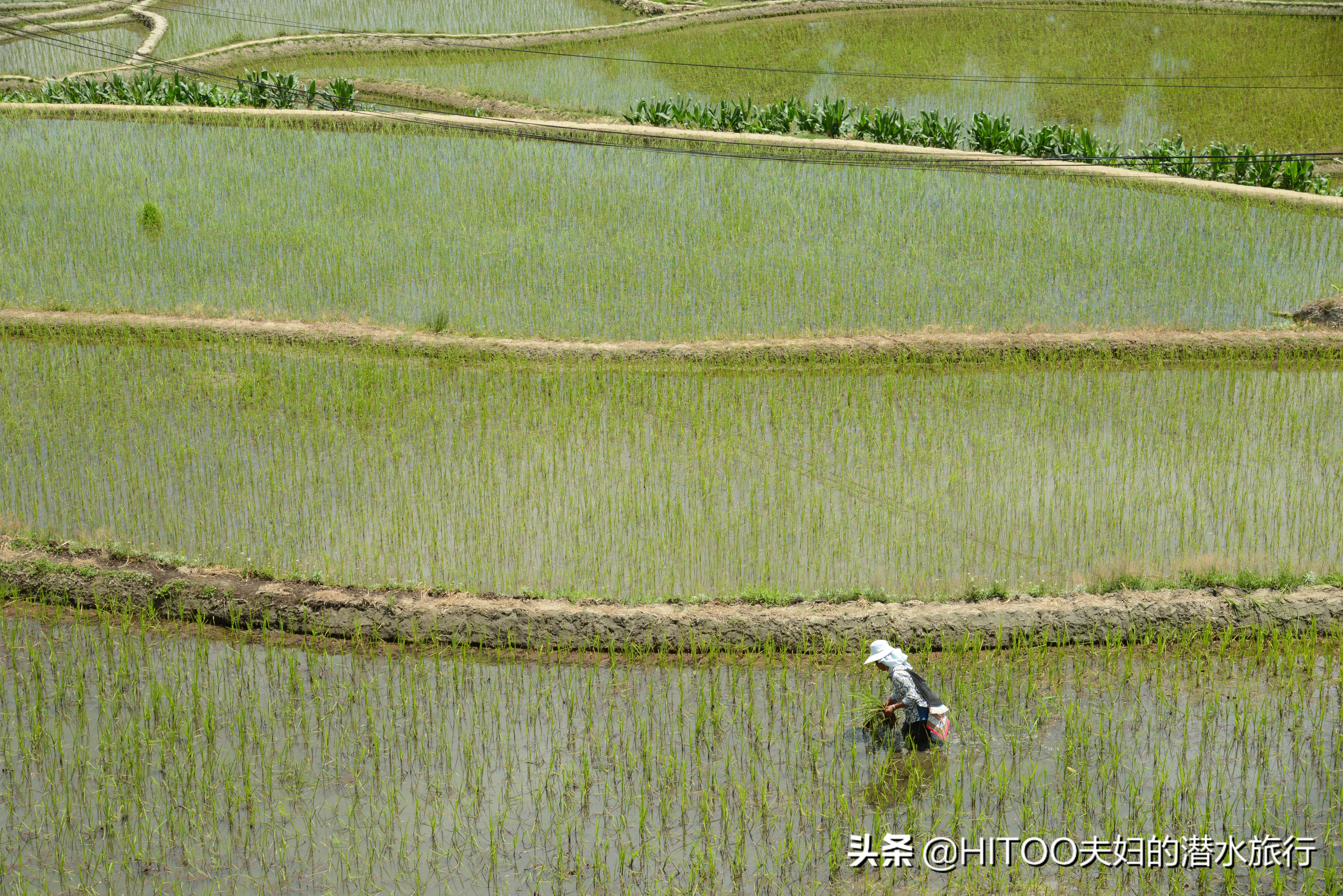 自驾元阳梯田旅游攻略时间,元阳梯田自驾游玩攻略路线