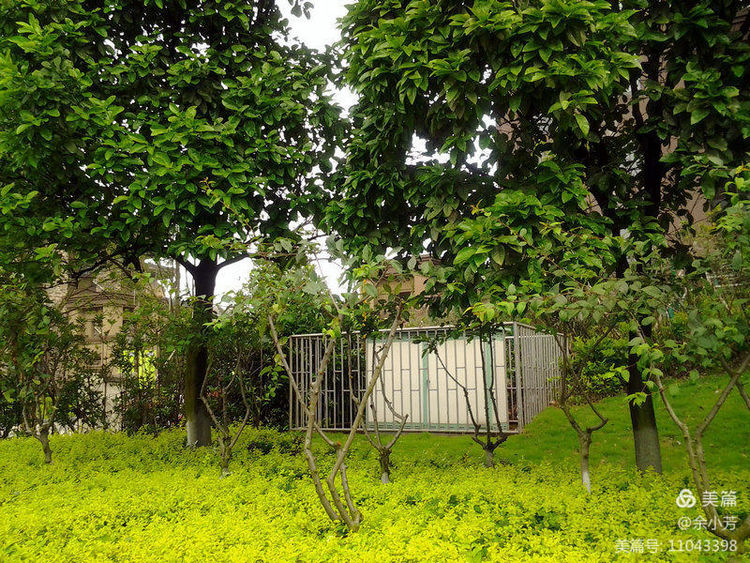 美丽的百合花绽放了,美丽的百合花原唱