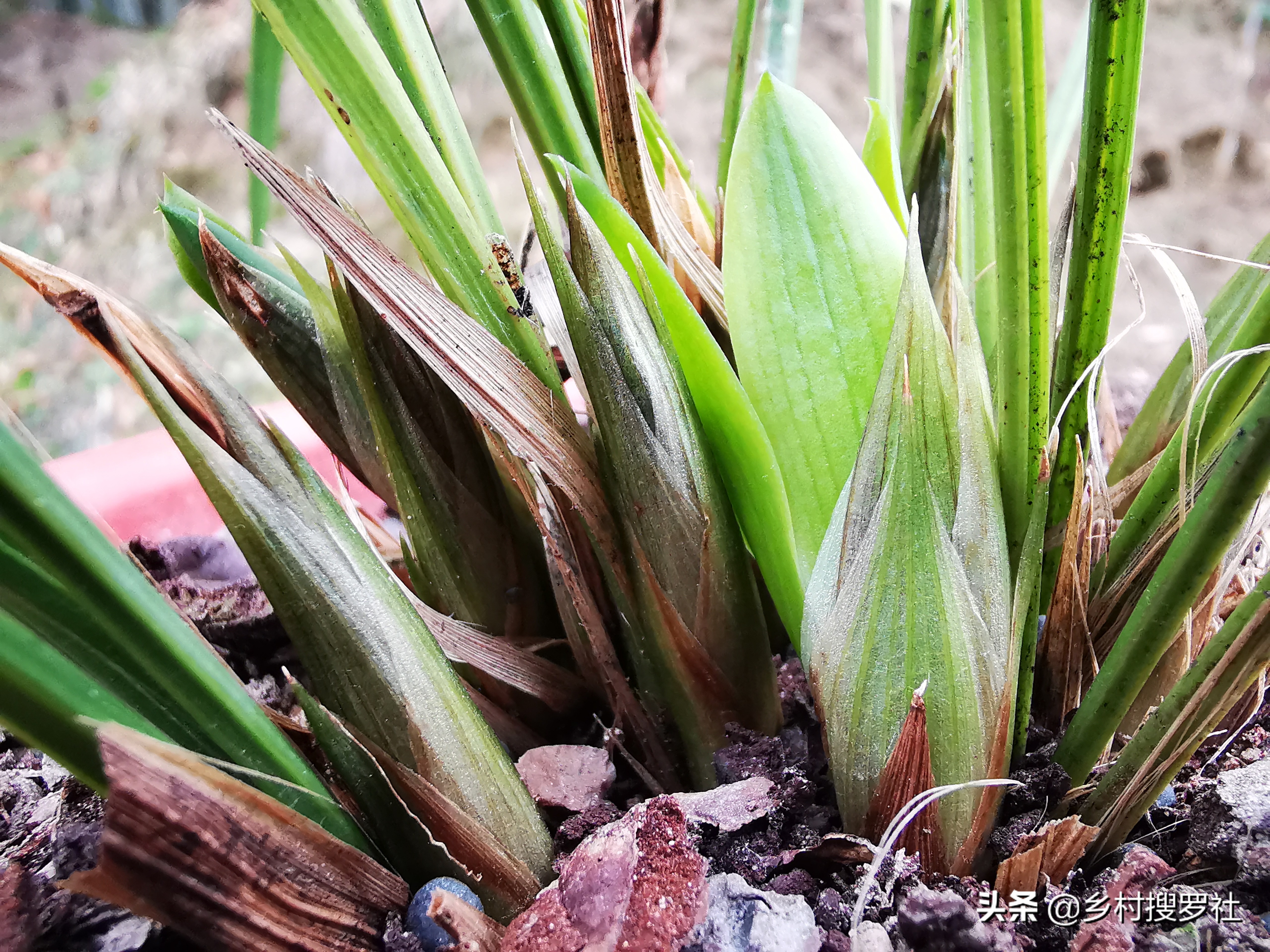 兰花长出了花苞如何让它长快一些,已有花苞的兰花怎么管理好