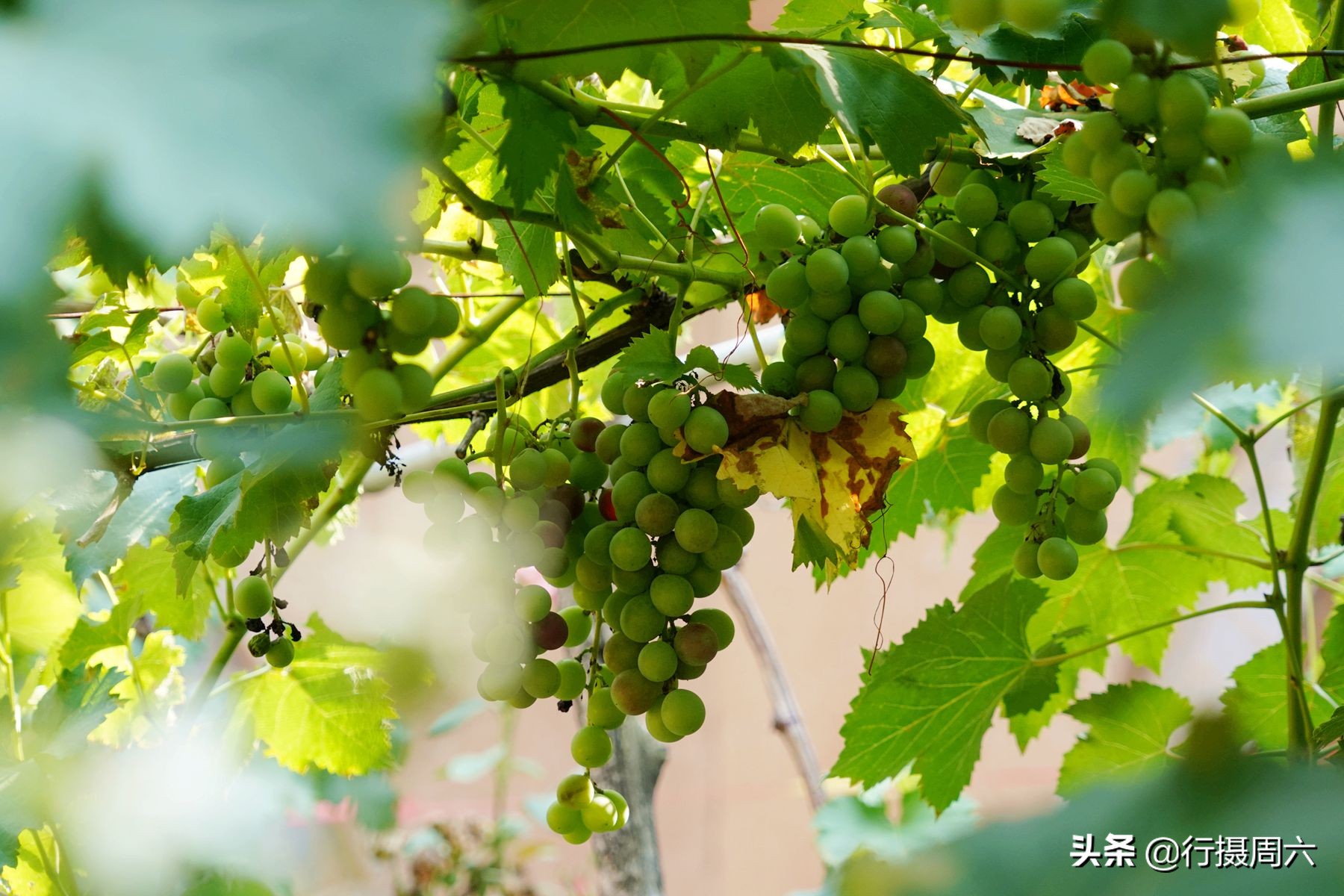 河南农村美女“醋西施”做水果醋，卖醋不出村，年赚20多万元