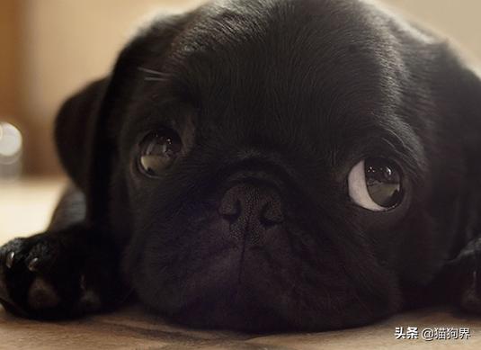 狗狗身上的小秘密，铲屎官们了解吗？