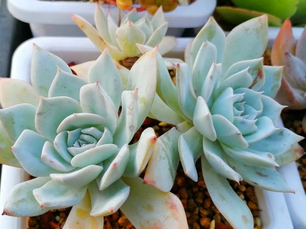 刚买多肉化水怎么挽救,多肉植物网购回来处理方法视频