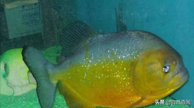 亚马逊有多少动植物,亚马逊盘点