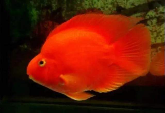 最显眼的观赏鱼品种有哪些,观赏鱼养几条寓意最好的品种