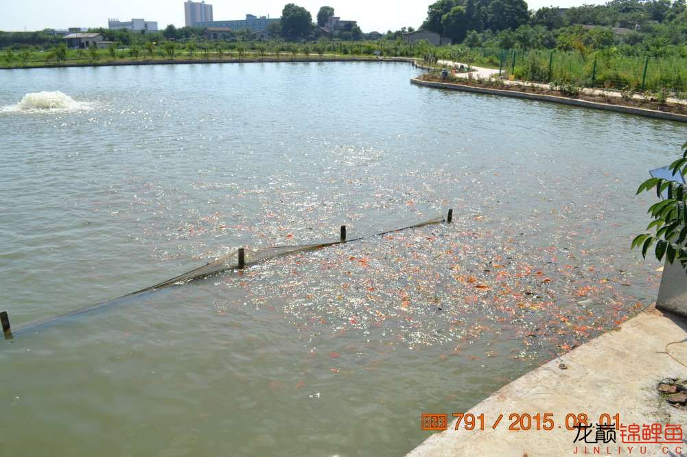 锦鲤苗成长,日本锦鲤水花苗成长