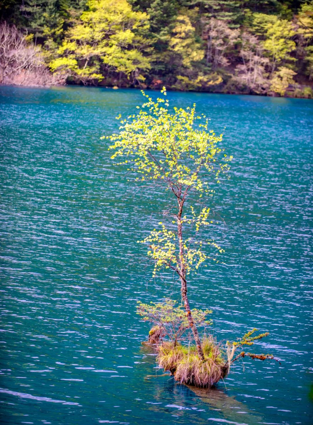 九寨沟路上招手,前方到站宁强