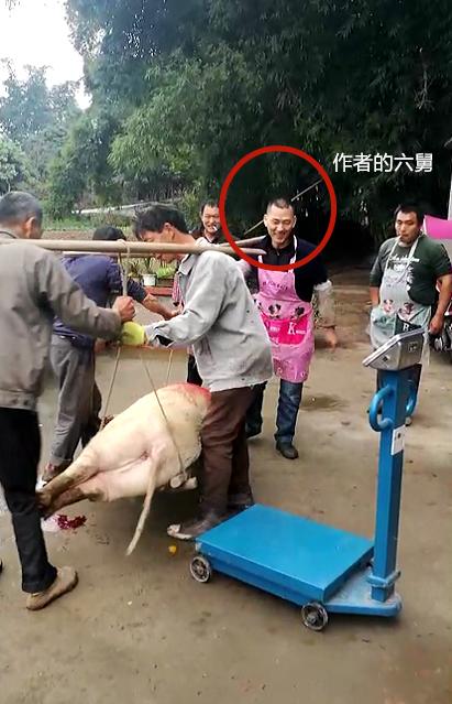 四川杀年猪为什么要请吃饭,四川杀年猪有多热闹