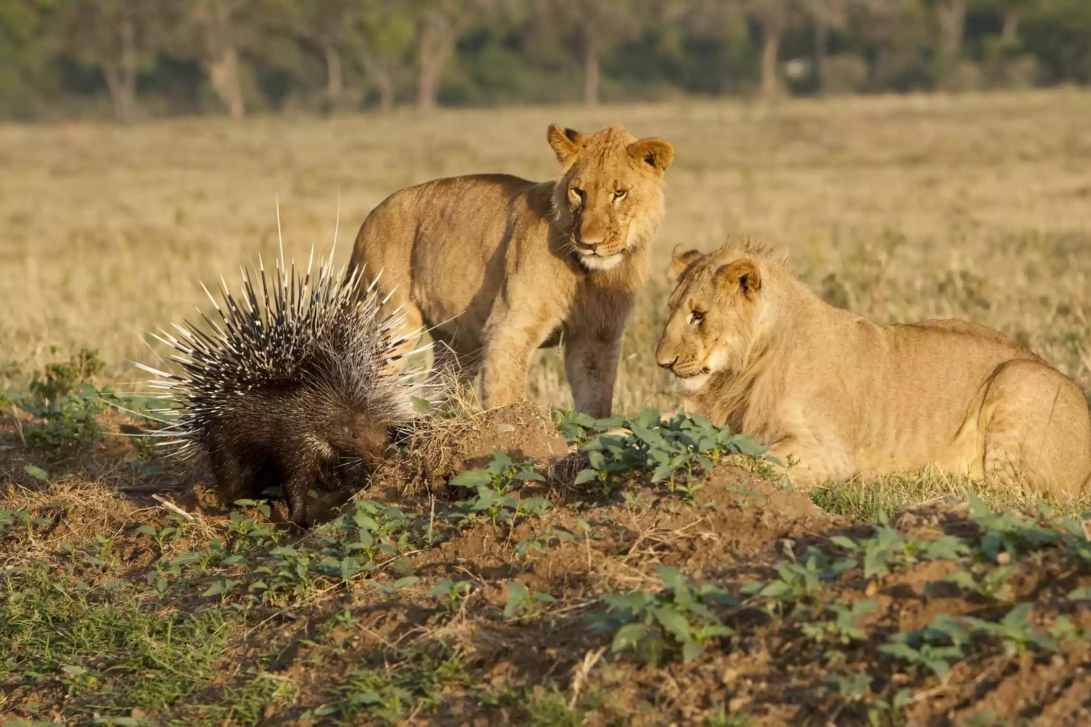 关于豪猪的8个特殊事实
