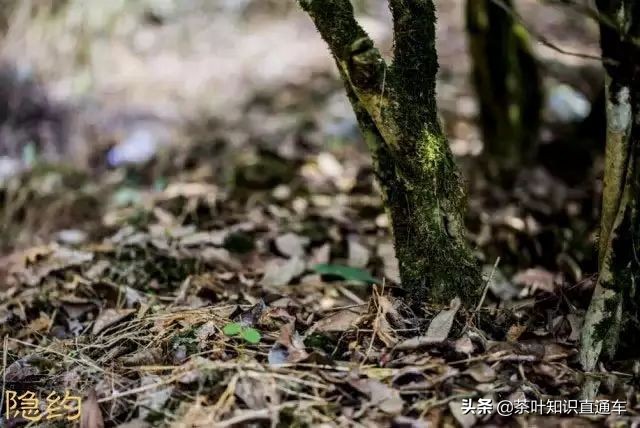 武夷岩茶之水仙,武夷水仙品鉴