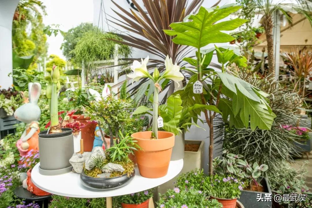 成都便宜的大花市,成都街边卖花一元一束