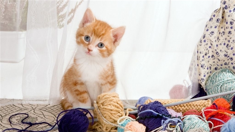 猫咪眼屎多的原因和处理方法,猫咪眼屎特别多