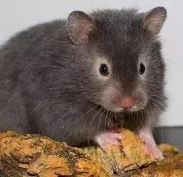 仓鼠的种类习性详细介绍,仓鼠有哪些亚种种类