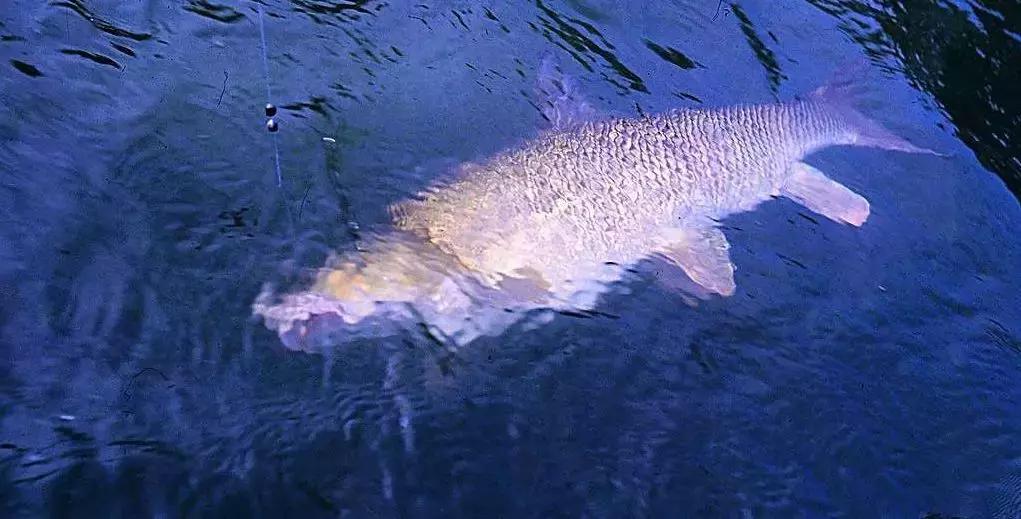 路亚浮钓草鱼需不需要提前打窝,浮钓草鱼玉米用什么样的打窝勺