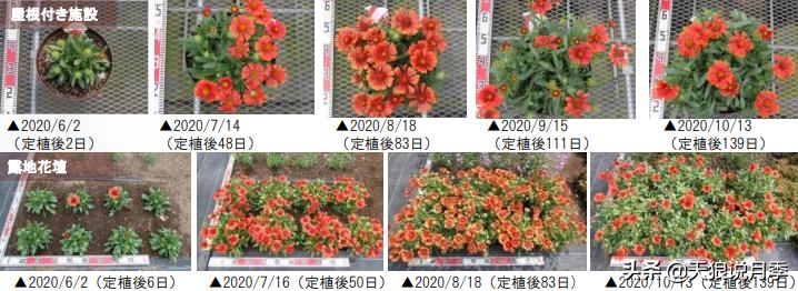 足不出户,带你了解2020日本园艺圈「新品种大赏」