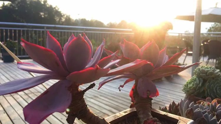 冬去春来,愿你无恙,疫情退去,养肉依旧!