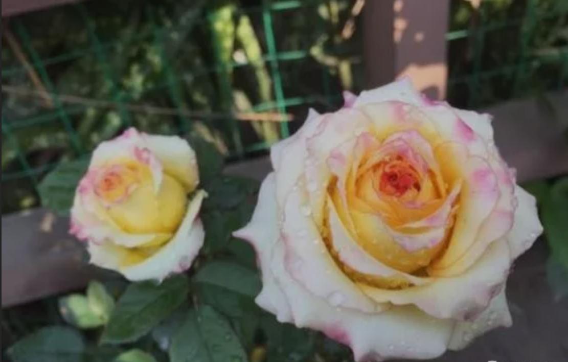 月季玫瑰蔷薇芍药牡丹的区别,玫瑰是月季和蔷薇的杂交