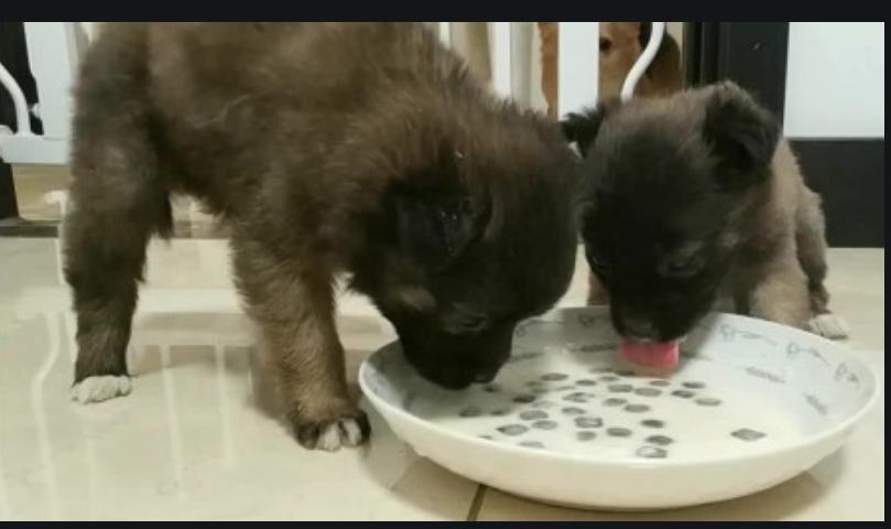 幼犬啃墙皮吃石头,金毛幼犬啃墙皮吃石灰