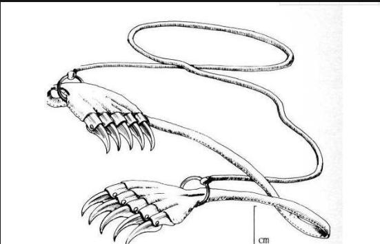 古代软兵器绳镖,古代兵器套索的图片