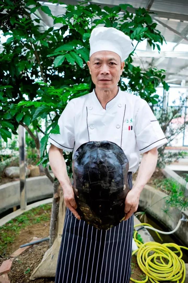 龟苓膏真假对比,真龟壳的龟苓膏